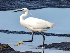 白鹭